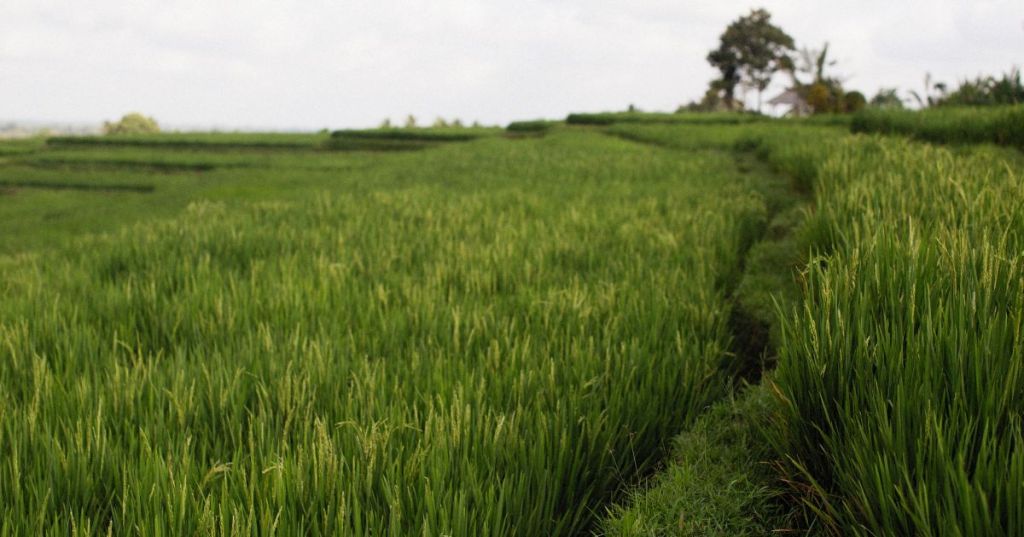 Complete list of PMJAY and Ayushman Bharat hospitals in Ariyalur district, Tamil Nadu, providing free cashless healthcare services.